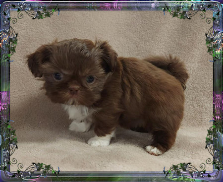 Tiny little male chinese imperial shih tzu puppies for sale teacup